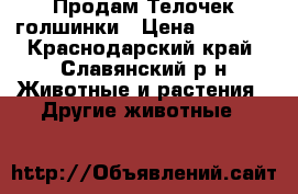 Продам Телочек голшинки › Цена ­ 8 000 - Краснодарский край, Славянский р-н Животные и растения » Другие животные   